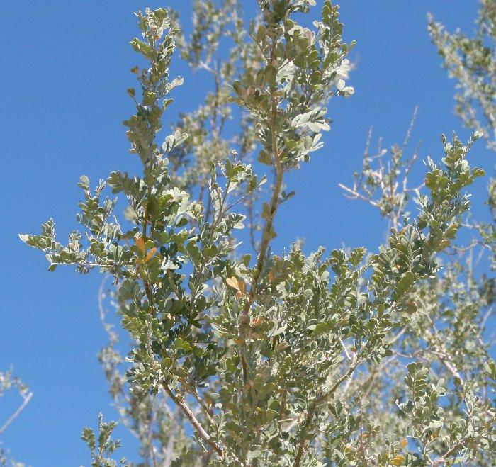 Desert Ironwoods (Olneya tesota) 