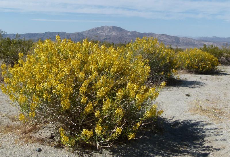 Cassia armata, Desert Senna out in Joshua tree