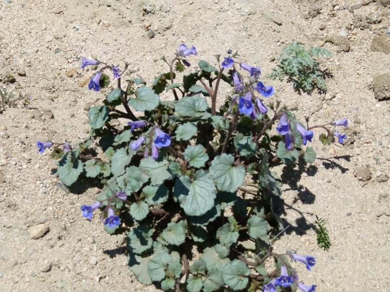 Phacelia campanularia, Desert Bluebell