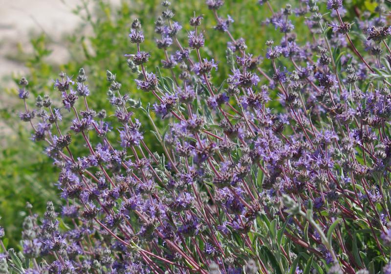 Salvia Bee's Bliss as a sage groundcover.