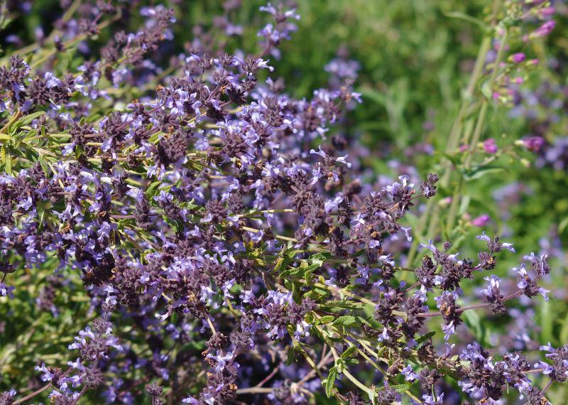 Salvia brandegei with Penstemon spectablis - grid24_24