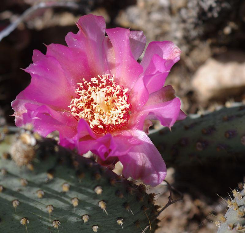 Bakersfield Cactus, Opuntia treleasei
