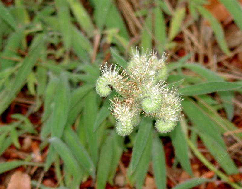 Phacelia imbricata, Pine Bee Flower