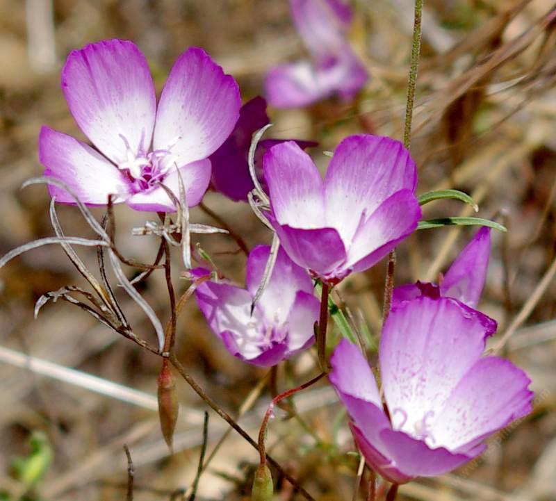 Speckled Clarkia or Farewell to Spring - grid24_24