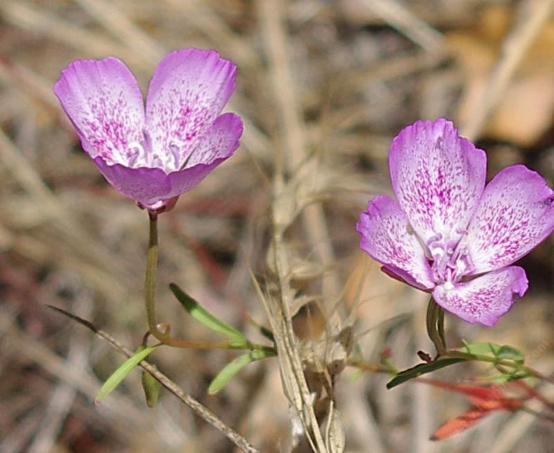 Clarkia cylindrica, Speckled Clarkia
