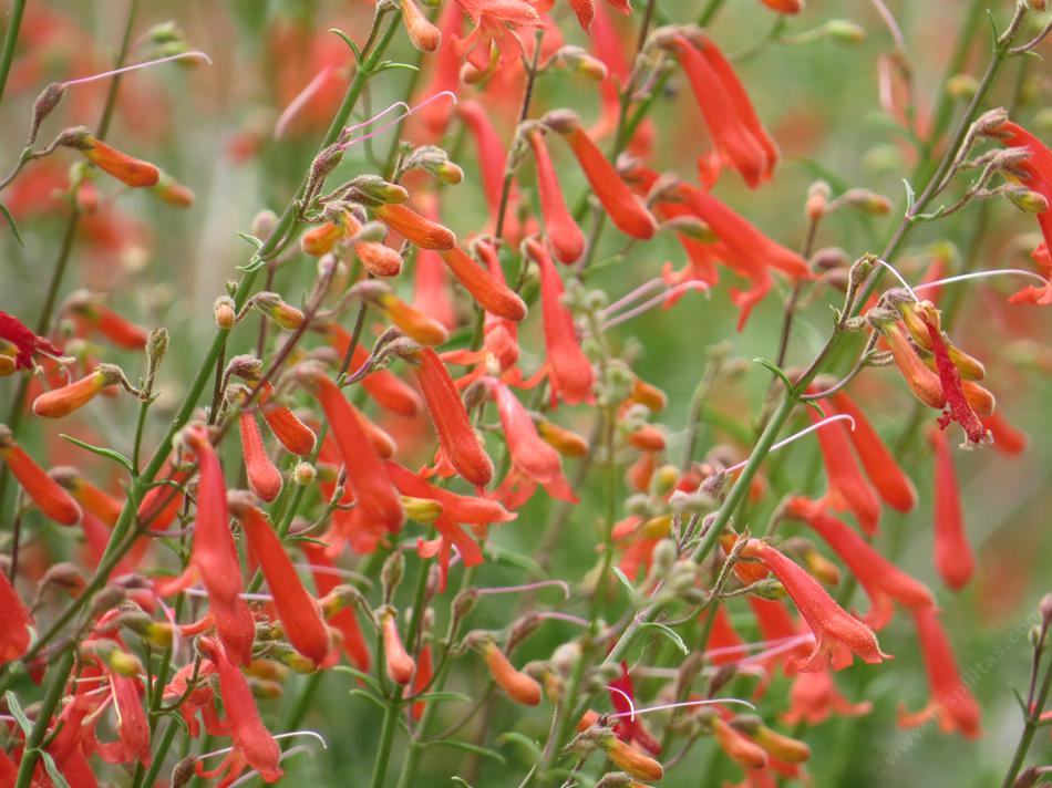 Also known as Penstemon bridgesii