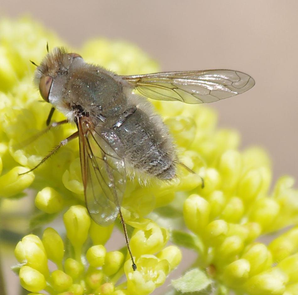 Bee fly. Bombylius canescens. Beefly. Fuzzy Bee. Bombylius Minor.