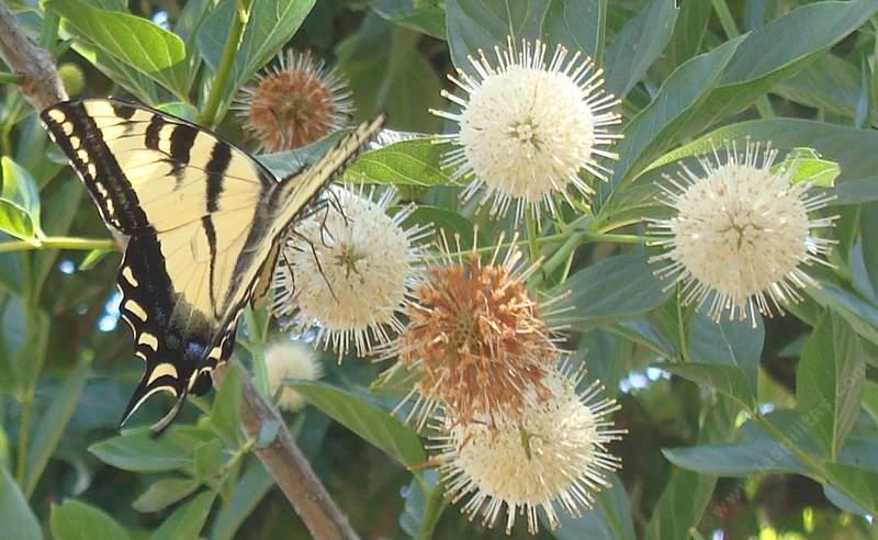 Buttonwillow with a Tiger Swallowtail Butterfly - grid24_24