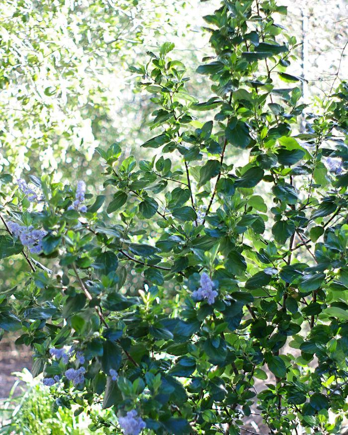 Owlswood Blue can make a good hedge.