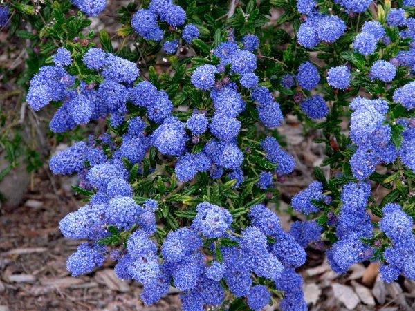 Ceanothus Concha is a very photogenic Mountain Lilac. Flowers can range from almost pink to royal Blue and into deep sky blue. 