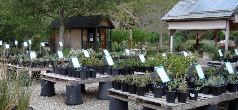Native plant nursery for San Diego Los Angeles and the 