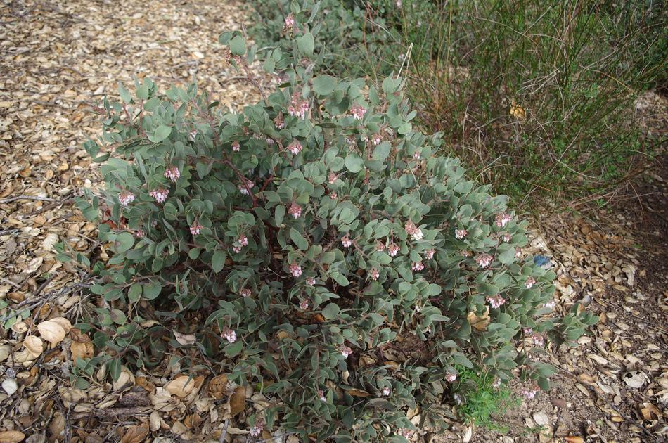 Two feet or higher native ground cover for California gardens Two feet or higher native ground cover for California gardens