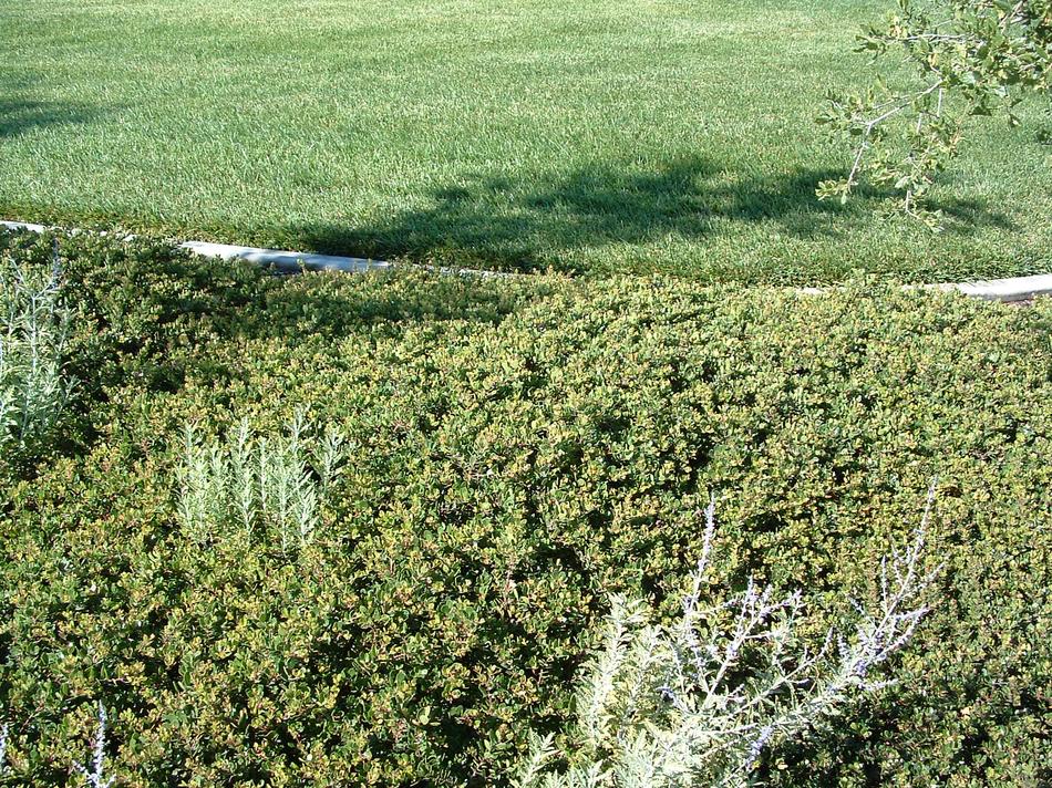 Replacing a front lawn with native plants.
