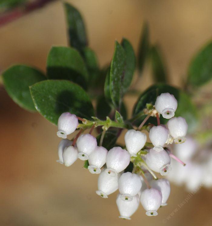 Arctostaphylos Edmundsii Big Sur Manzanita Dwarf Coastal Manzanita