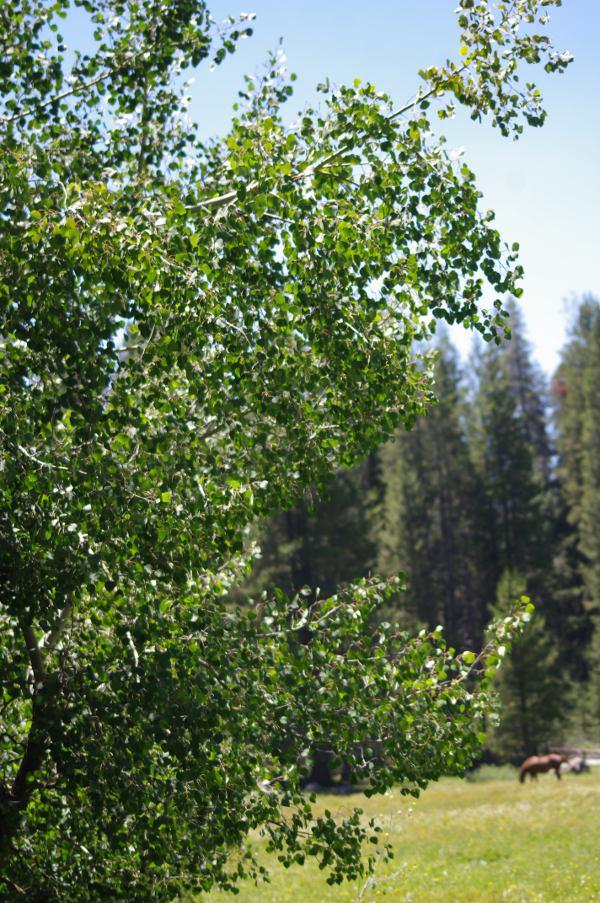 Populus tremuloides, Quaking Aspen