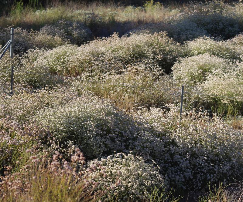 California Native Plants California Buckwheat As A Ground Cover No Extra Water Native Plants Are Beautiful