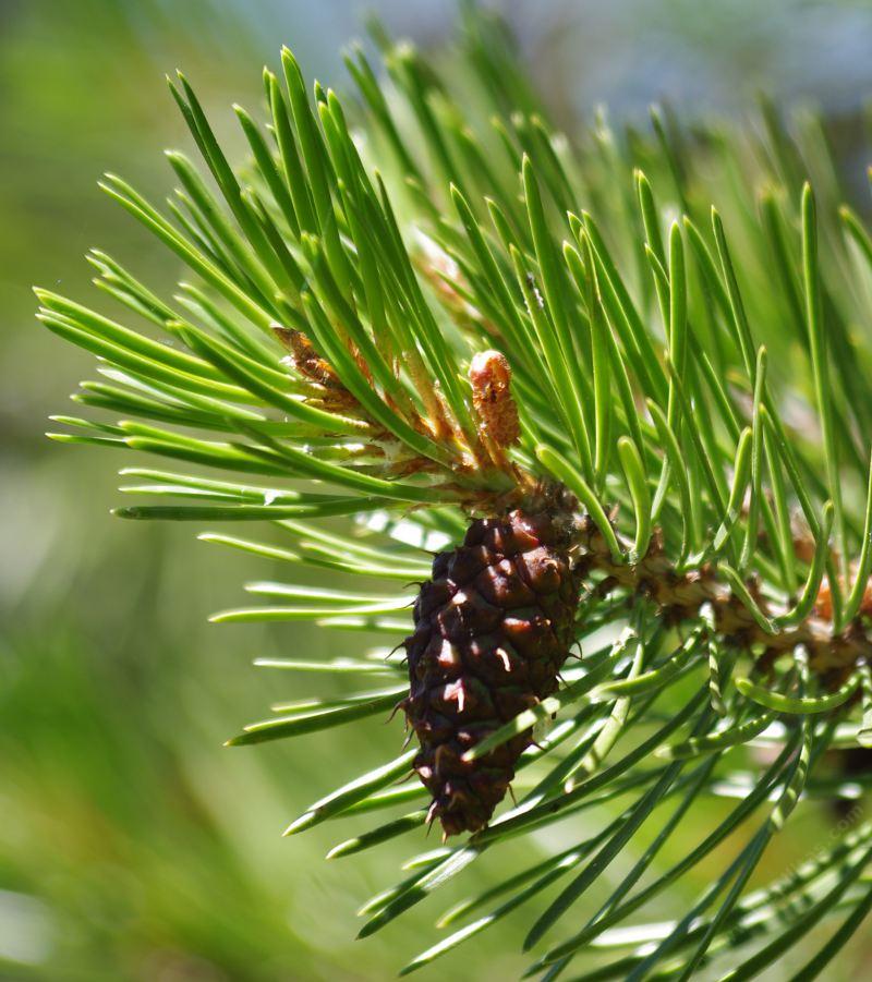 pinus pine lodgepole needles plants cone feel young accents