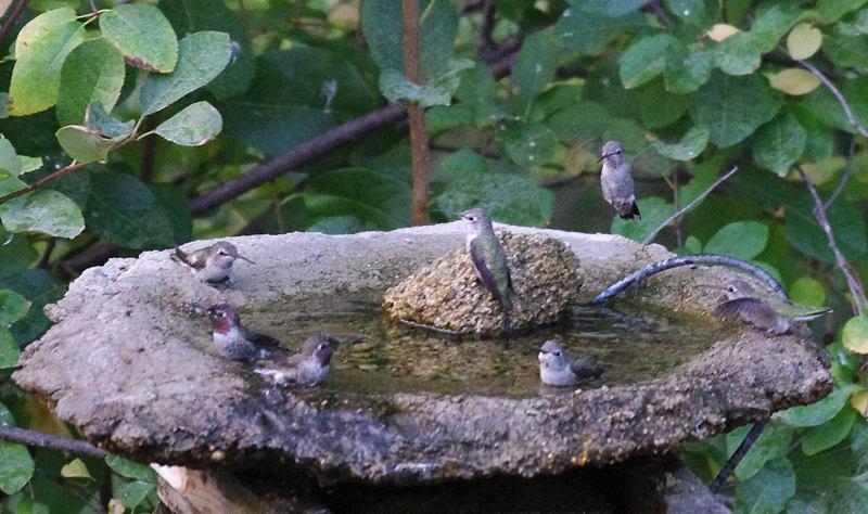 How to create a California hummingbird garden with native