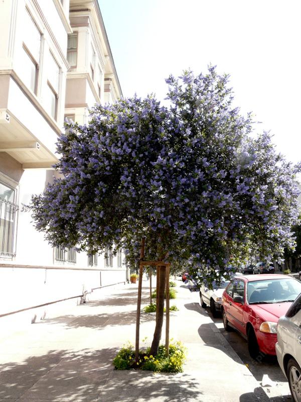 Ceanothus Ray Hartman