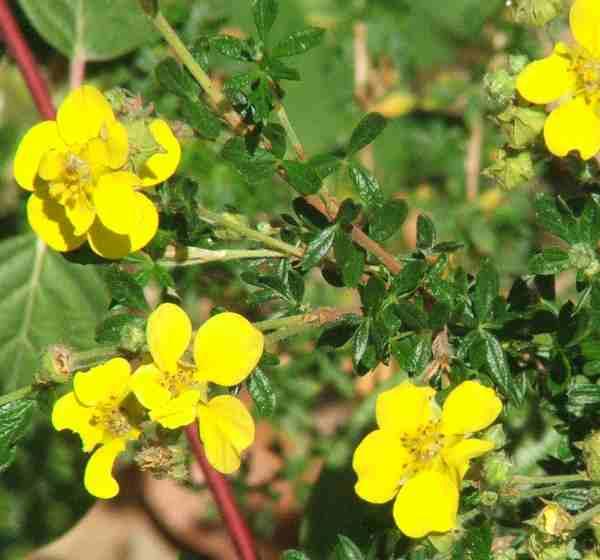 Potentilla fructicosa