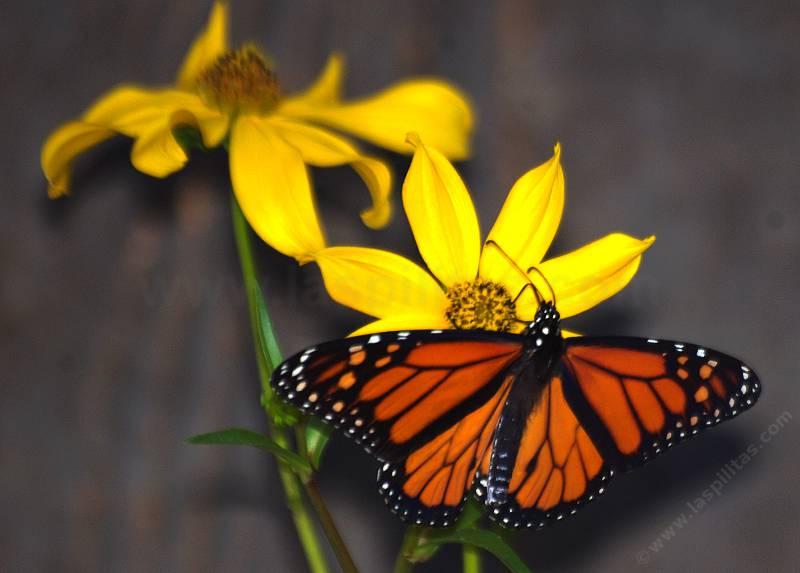 California Native Plants Used By Erflies With Monarch Erfly On A Bidens You Too Can Enjoy Native Plants Like This