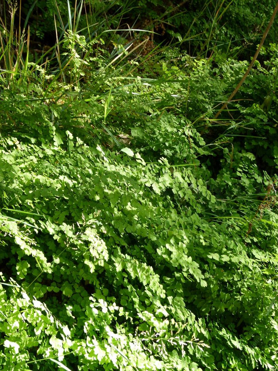 Adiantum capillus-veneris, Maidenhair fern in Zion park Utah.