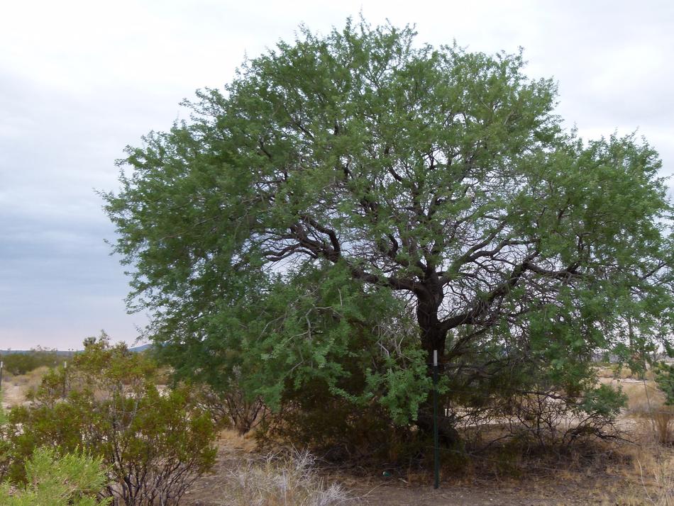 Here is Acacia greggii out in the desert.