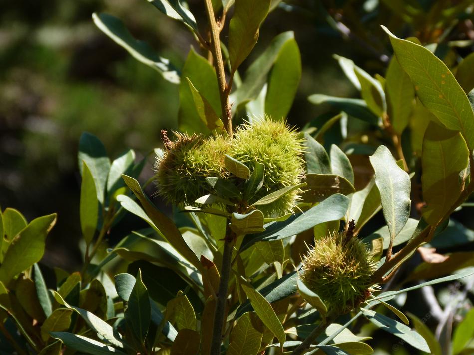 Bush Chinquapin, Castanopsis sempervirens up in the Sierras - grid24_24