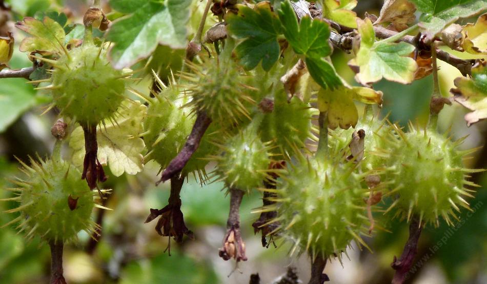 Ribes roezlii, Sierra Gooseberry.