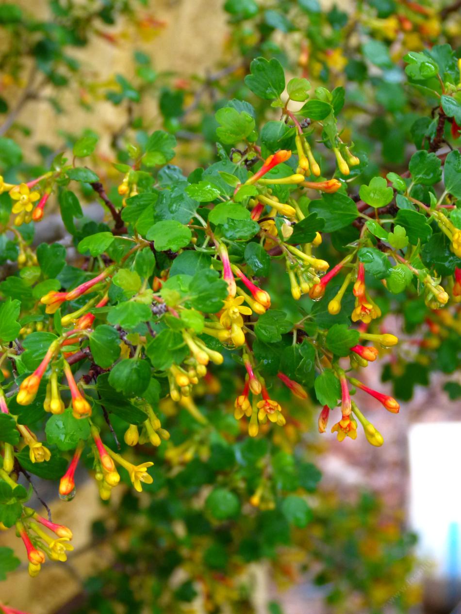 Ribes Aureum Gracillimum Golden Currant