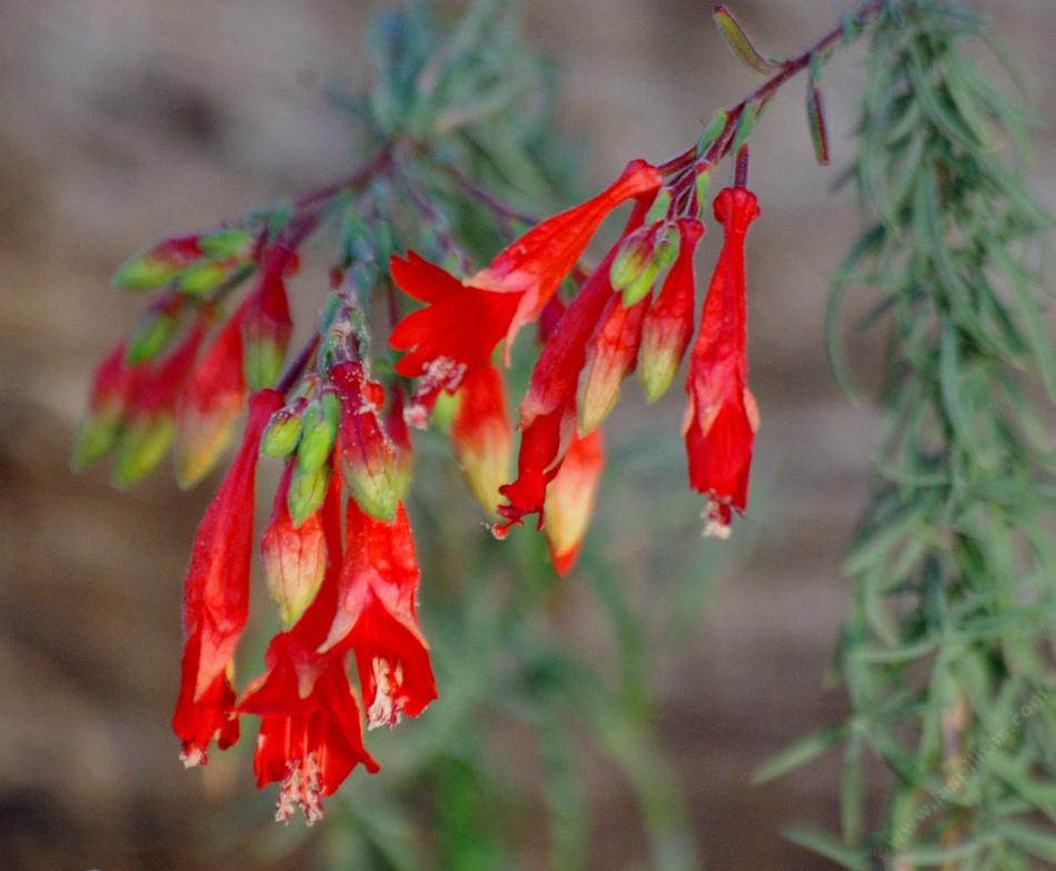 The flowers on Zauschneria cana are a little different from most California fuchsias. Hard to believe that these flowers used toi cover the hills around Los Angeles.