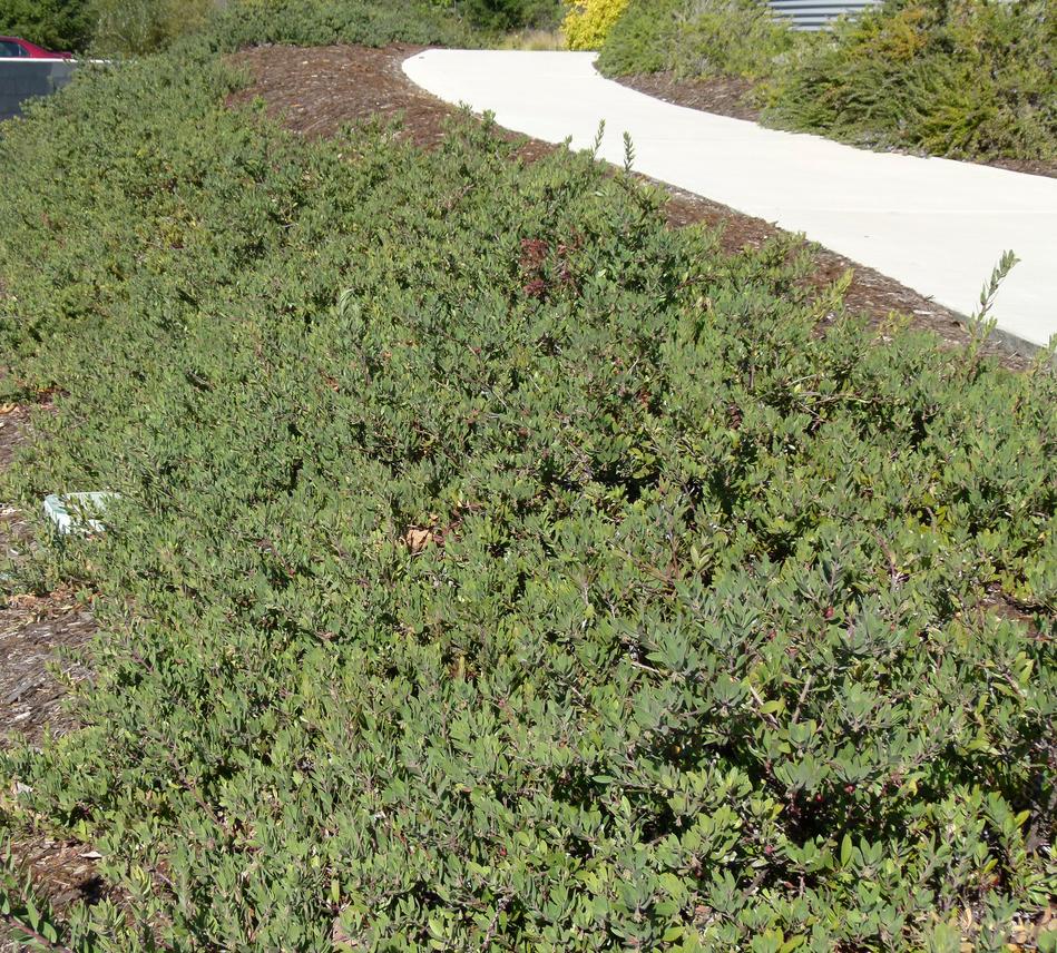 California Native Plant Ground Cover Plants