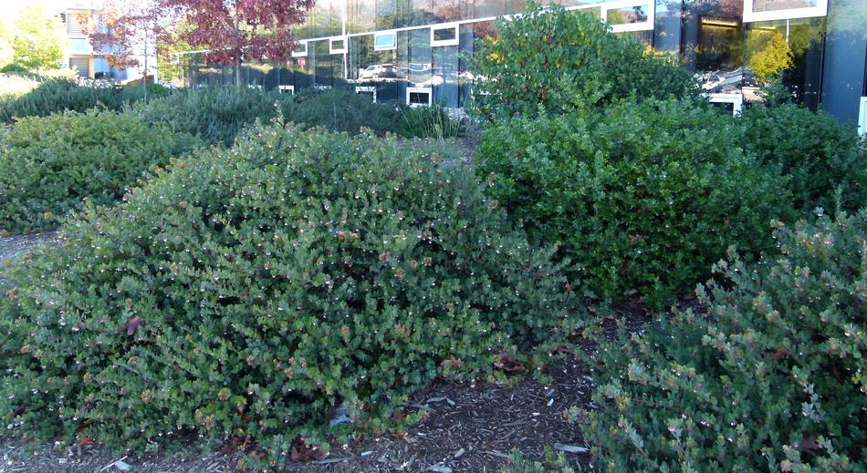 Arctostaphylos John Dourley as a mounding ground cover. shown here at Cal Poly San Luis Obispo.