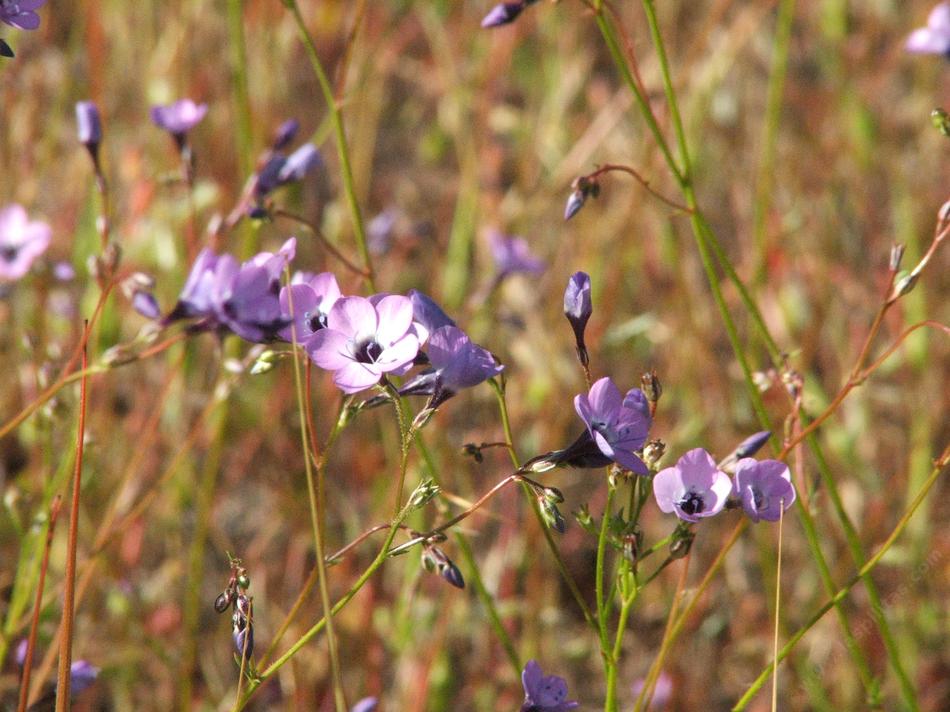 Gilia tenuiflora grows in one of our fields. Filaree is replacing it.