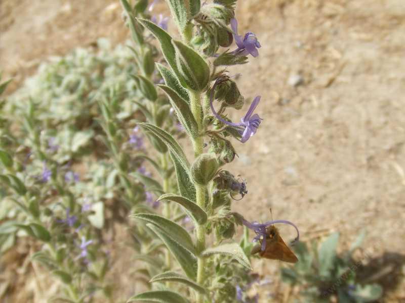Trichostema lanceolatum, Vinegar weed