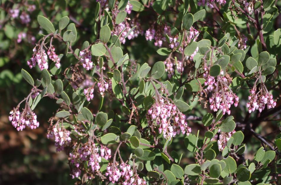 Arctostaphylos stanfordiana var. bakeri 'Louis Edmunds Manzanita