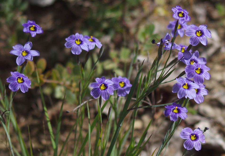 Ten Easy Native Plants For California Gardens