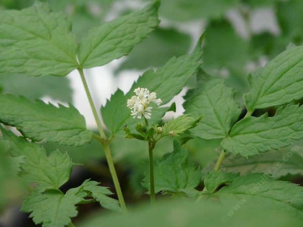 Actaea rubra snakeberry - grid24_24