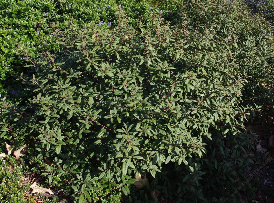 Rhamnus californica, Eve Case coffeeberry in a conventional shopping center garden.