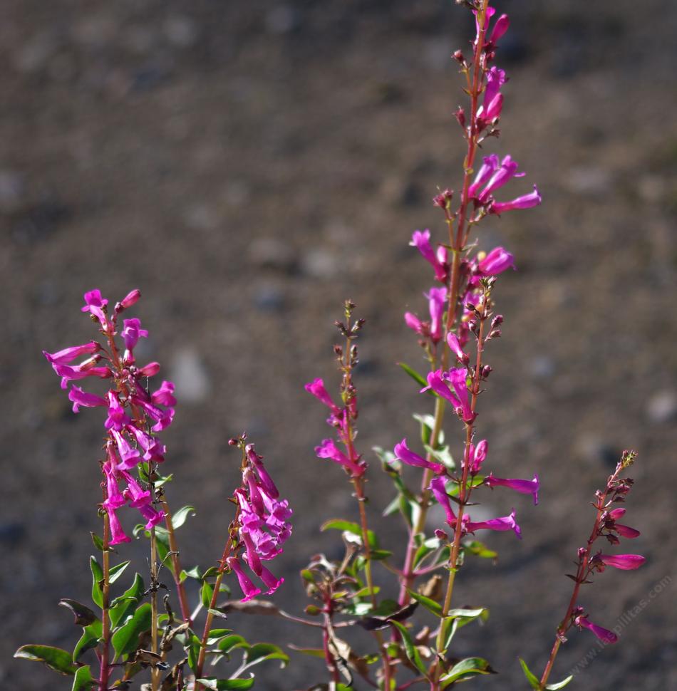 A few plants of the Penstemon clevelandii var connatus,  San Jacinto beardtongue