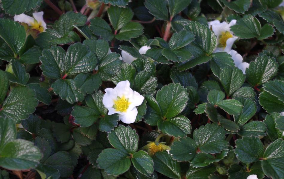 BEACH GROUND COVER