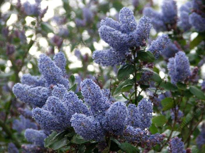 Ceanothus leucodermis 'L.T. Blue', 'L.T. Blue' White Bark