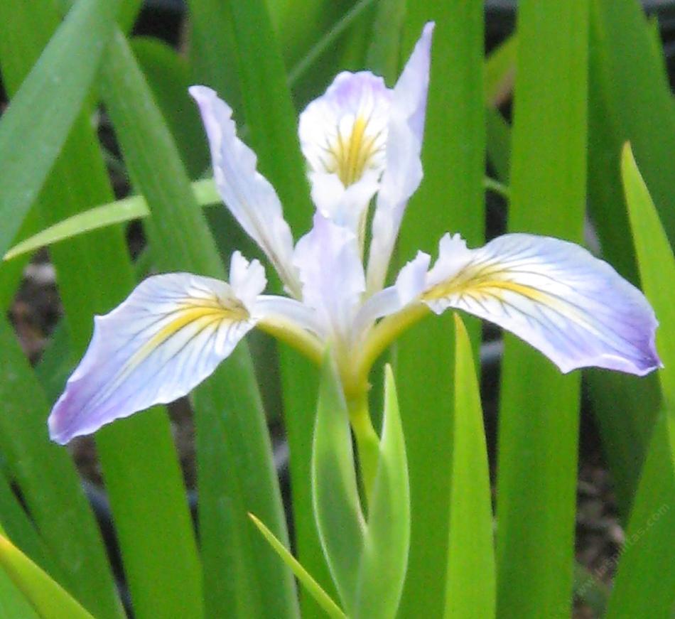 douglasiana, Iris