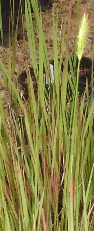 Hordeum brachyantherum Meadow barley