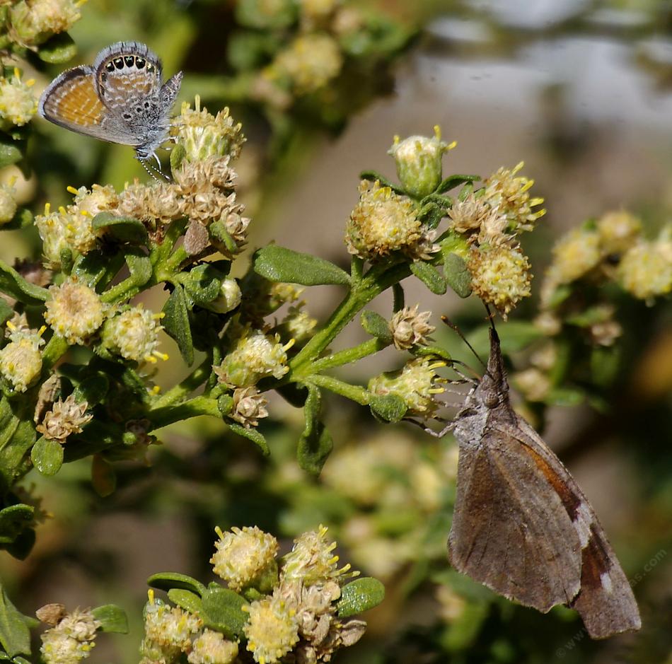 Baccharis pilularis consanguinea, Coyote Brush flowers with a Western Pygmy Blue and an American Snout Butterfly.