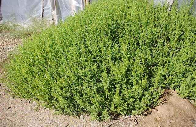 one to two foot California native ground covers.
