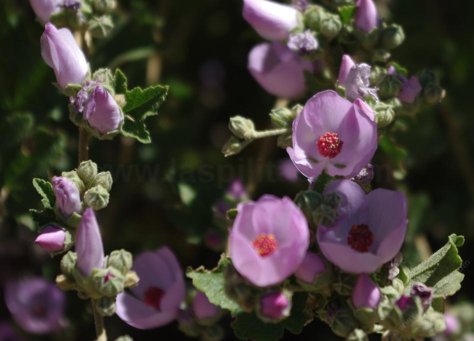 Bush Mallow Malacothamnus fasciculatus, Bush mallow.