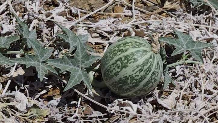 Cucurbita palmata, Coyote Gourd.