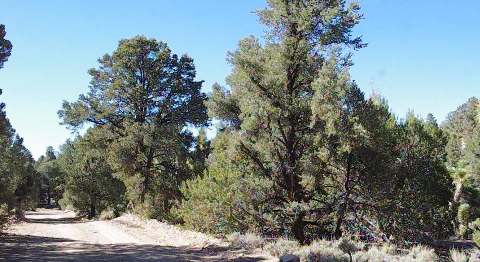 The pinyon juniper woodland plant community in California.