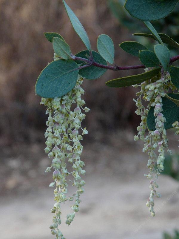Garrya flavescens pallida Pale Ashy Silk-tassel Bush with the male flowers  (catkins)